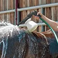 BAINBRIDGE LIVESTOCK SHAMPOO FOAMER