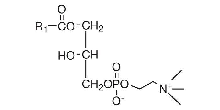 COATSOME® MC-40H (M-LysoPC)