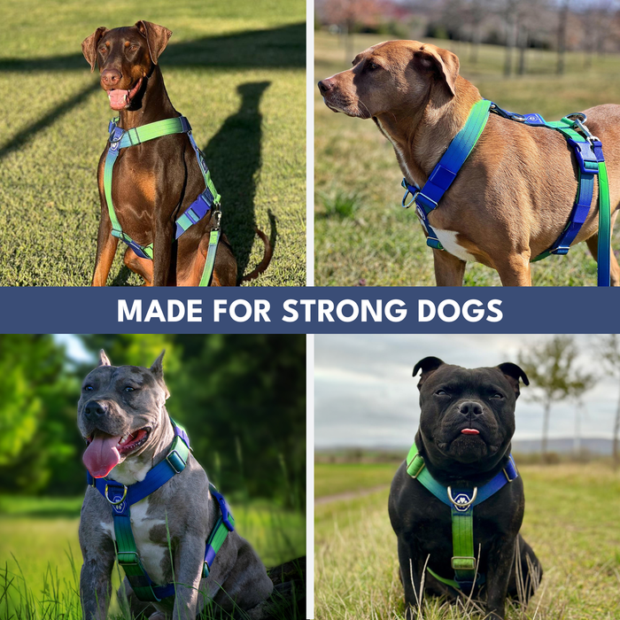 Lime Wave Harness