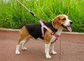 Dealonlinenz dog harness and leash set for puppies, adjustable pet harness with traction rope for walking and training.