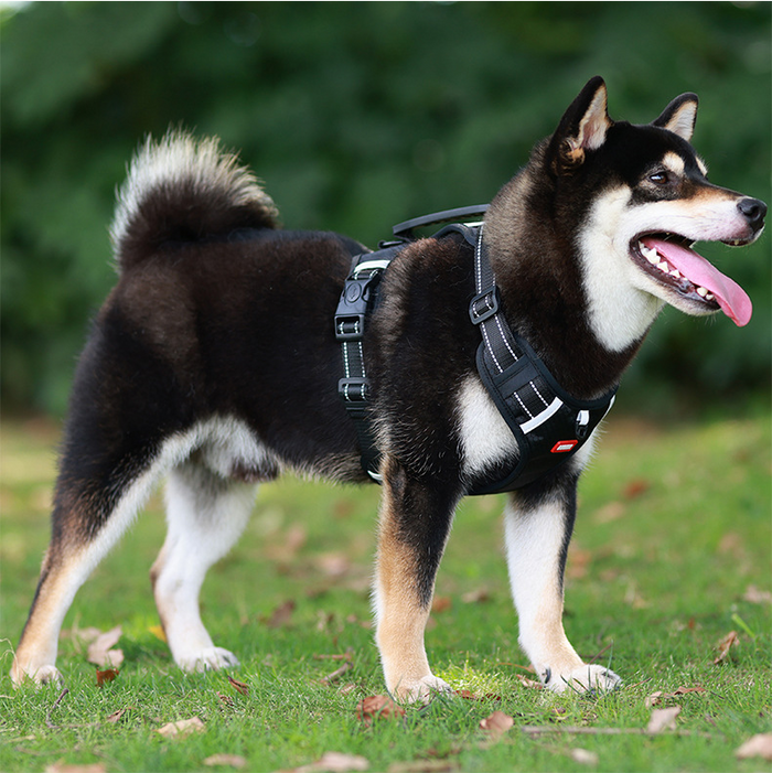 Adjustable dog harness set with chest strap and walking collar, by dealonline.co.nz, for comfortable pet control and outdoor walks.