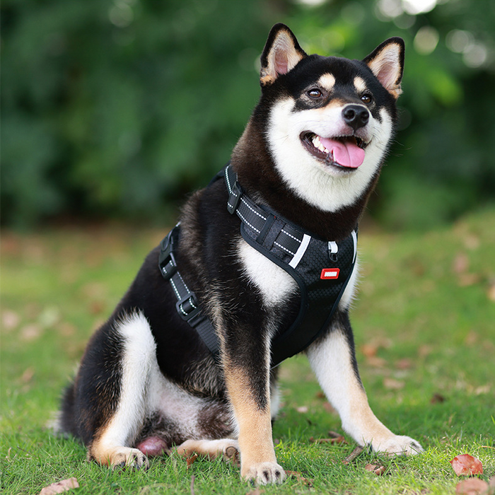 Adjustable dog harness set with chest strap and walking collar from dealonline.co.nz, designed for comfortable pet outdoor walks.