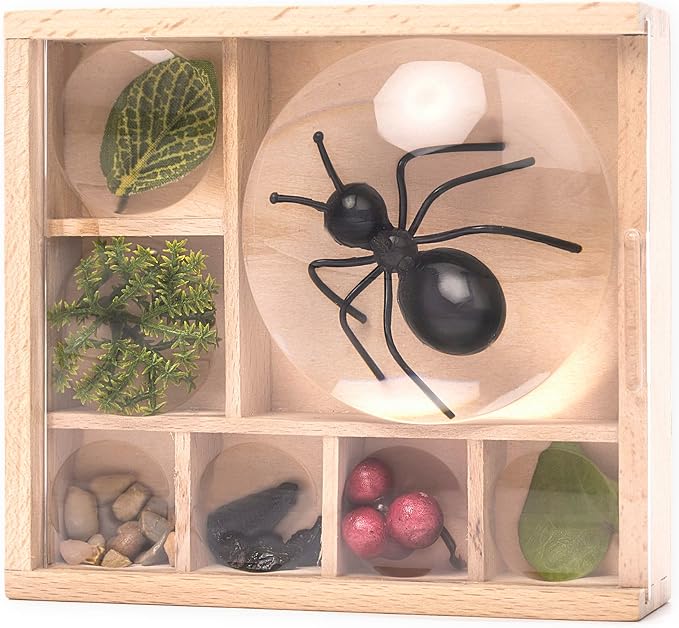 Huckleberry My Little Museum Bug Observation (Coming Soon) - Little Whispers