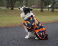 SUPREME DOG COAT CARROT 10/25CM