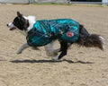 SUPREME DOG COAT EMERALD DIAMOND
