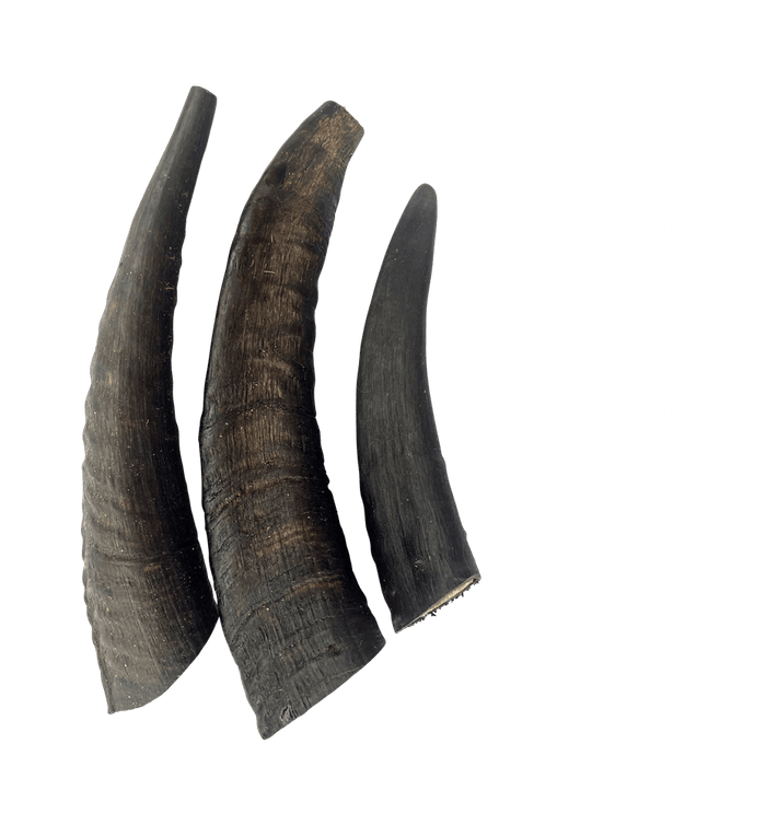 TRUE BLUE AUSSIE GOAT HORNS 3PCS