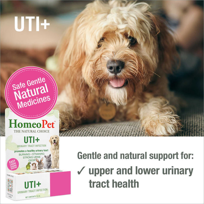 UTI+